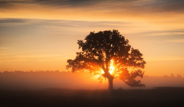 Foggy morning