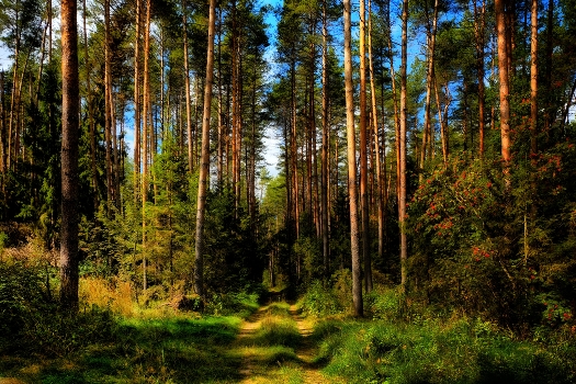 Pine forest