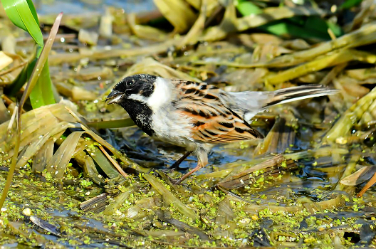 Reed bunting