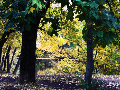 Autumn in the park