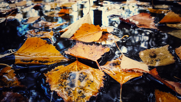 "Autumn"