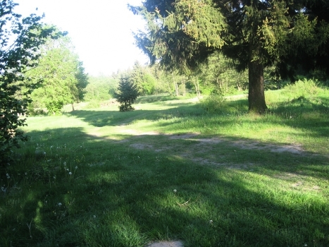 forest