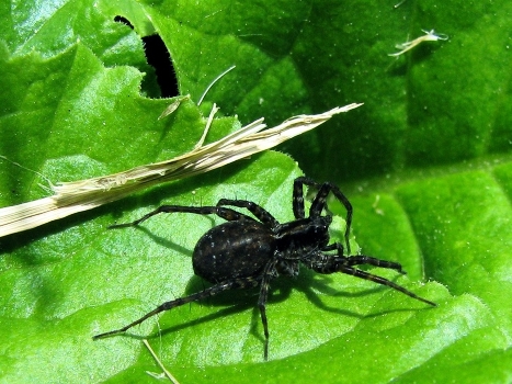 Spider