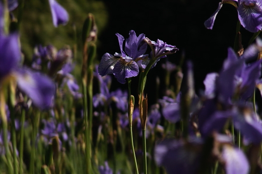 plantation irises