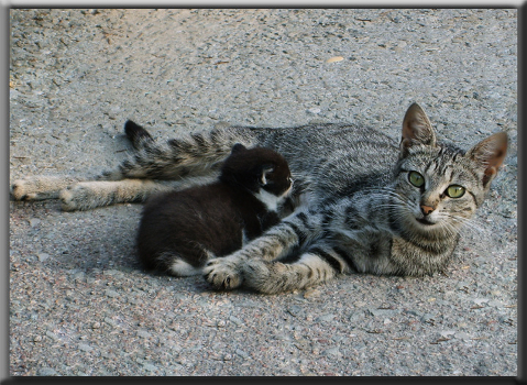 MAMA