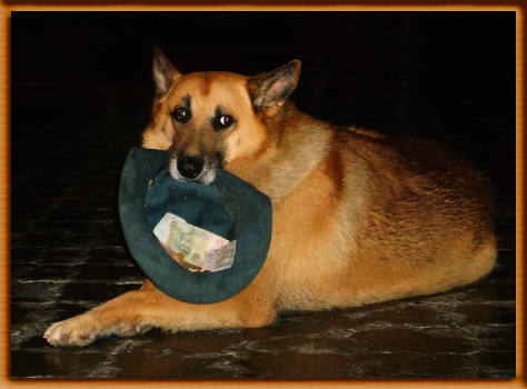 Dog Work