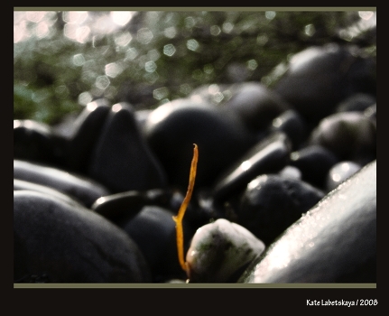 Candle of the rocks