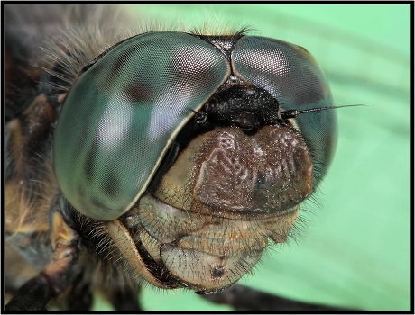 Portrait of a dragonfly