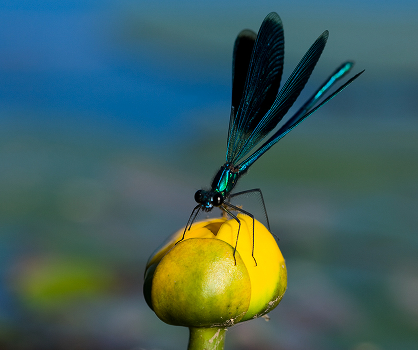 Blue on yellow