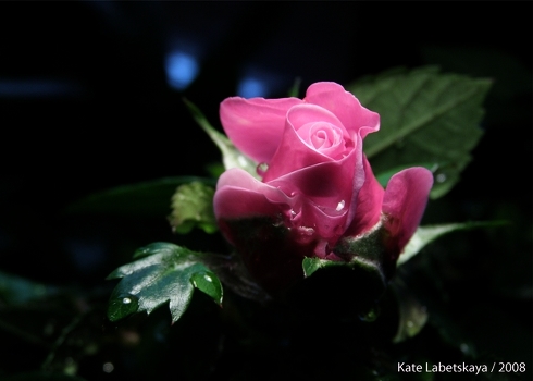 Bloom