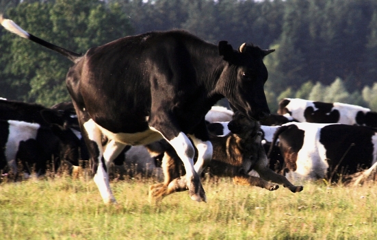 Cow and dog