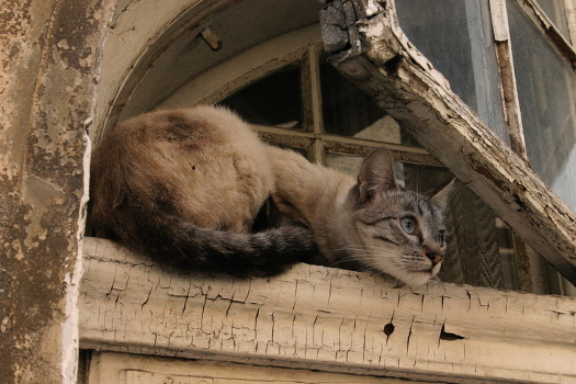 Just cat