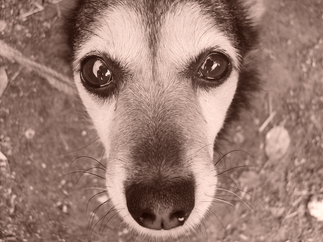Devotion and loyalty ...
