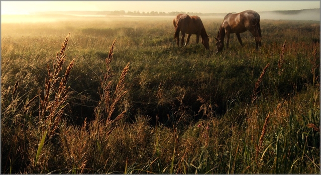Grass-grass, which is the will-volyushka ...