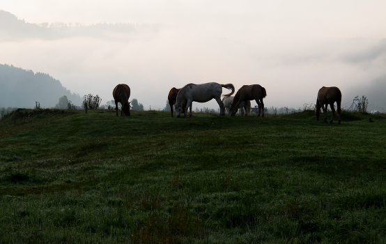 By grazing in the meadow ...
