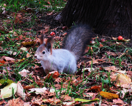 Squirrel