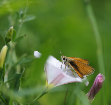 Leafhoppers