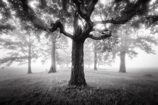 Oak-tree