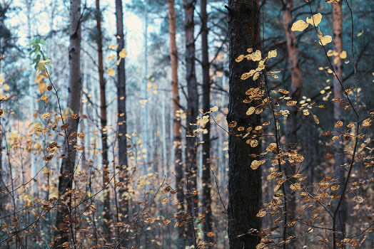 November