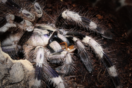 Poecilotheria miranda