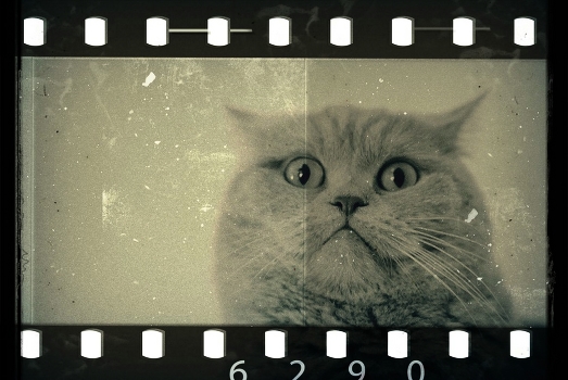 Passport photo