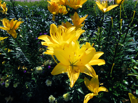 Yellow flowers