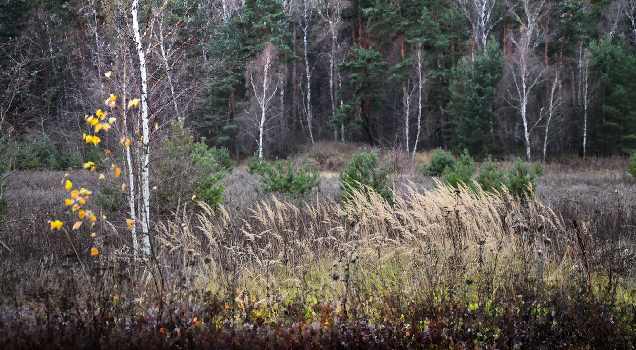 late autumn ...