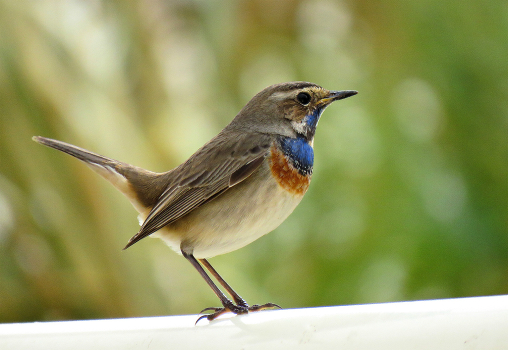 Bluethroat