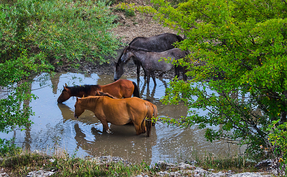 Watering place