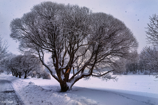 Winter