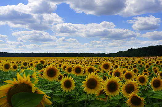 Sunflowers
