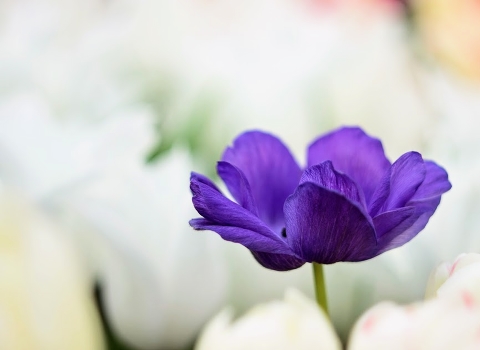 Spring has come