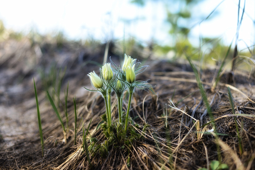 Happy Spring!
