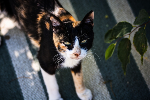weary glance