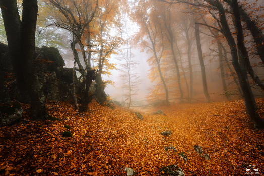 Herbst Trails