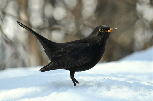 Blackbird