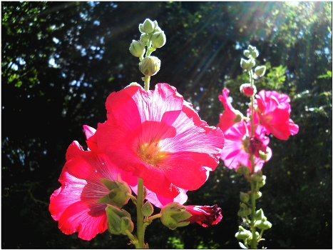 in the sun