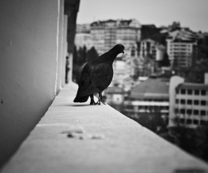 curious pigeon
