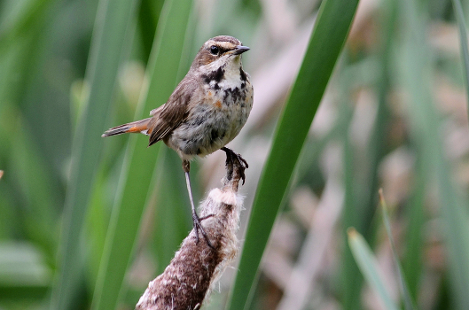 Bluethroat