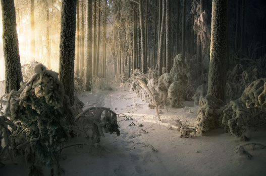 Frost