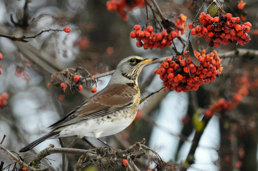 Thrush Fieldfare