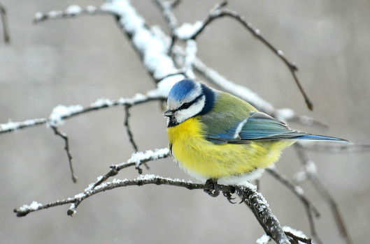 Blue tit