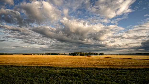 Russian field