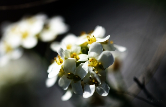 Arabis