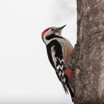 Middle spotted woodpecker