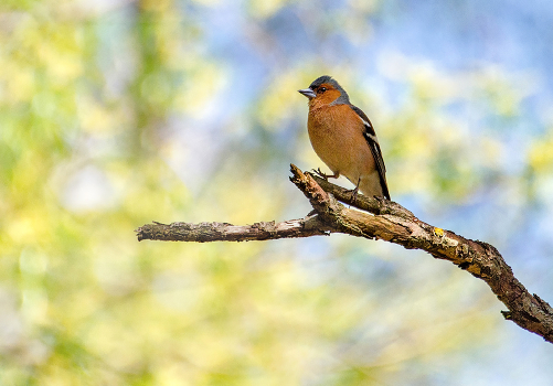 Spring