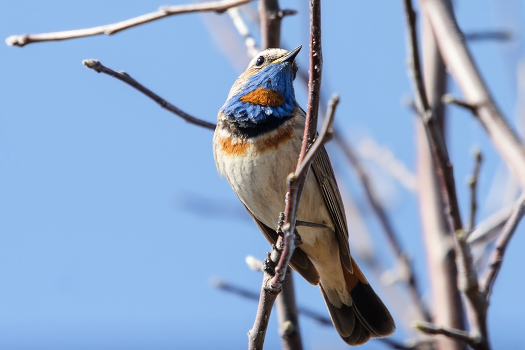 Bluethroat