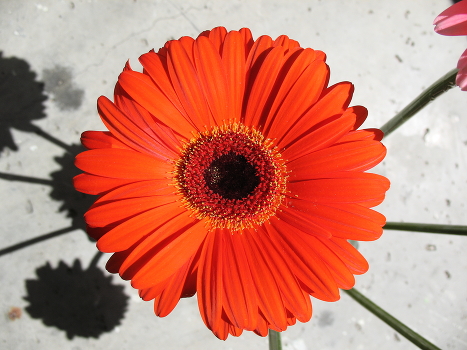 Gerbera