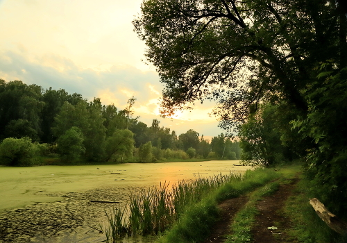 At the pond