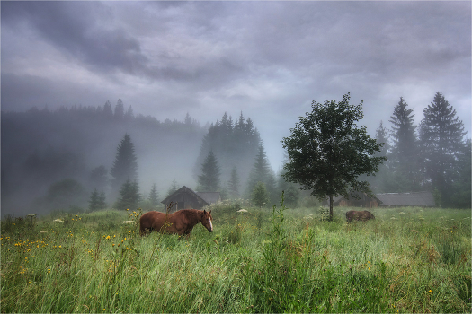 Horses